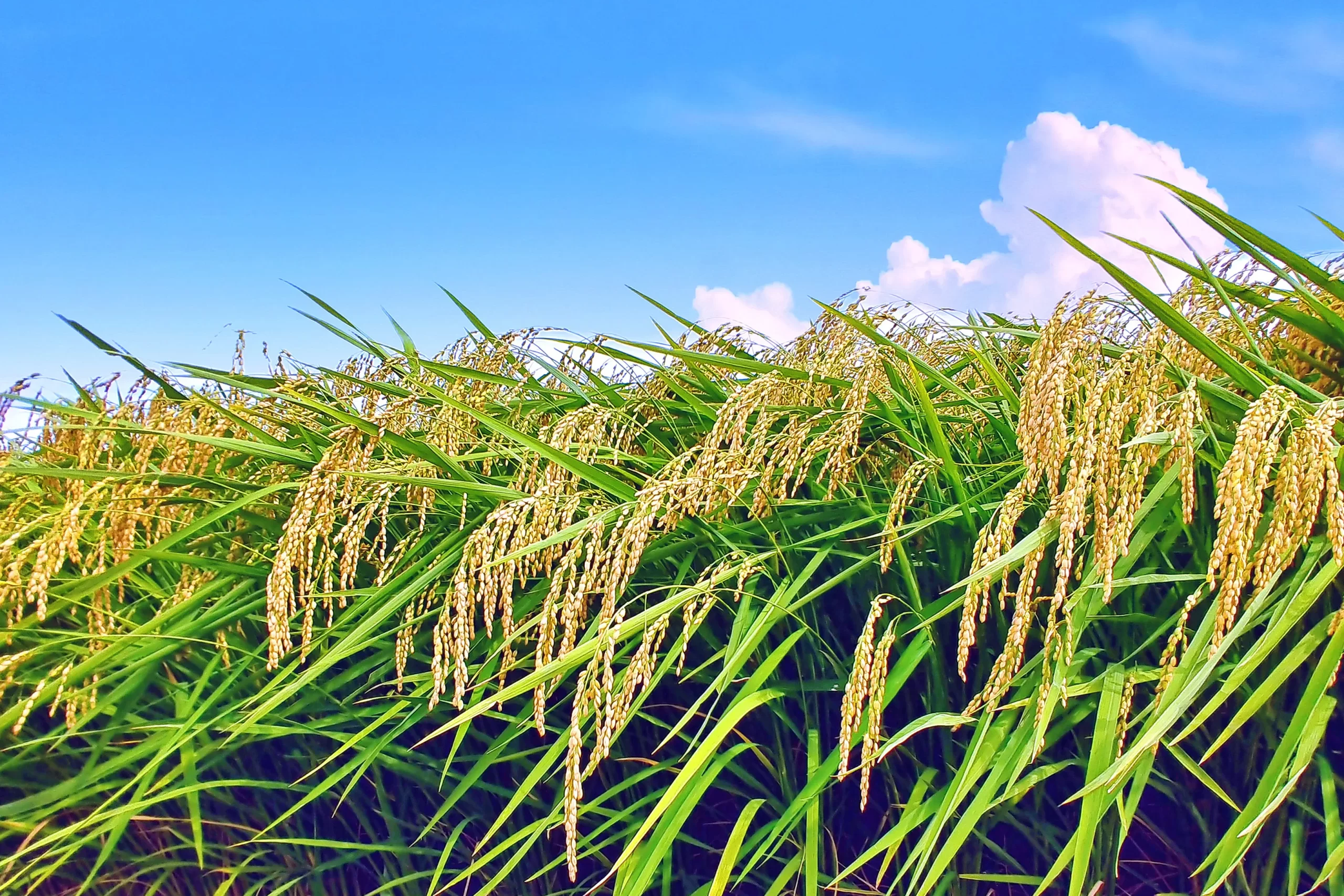 秋の例大祭を楽しむ方法