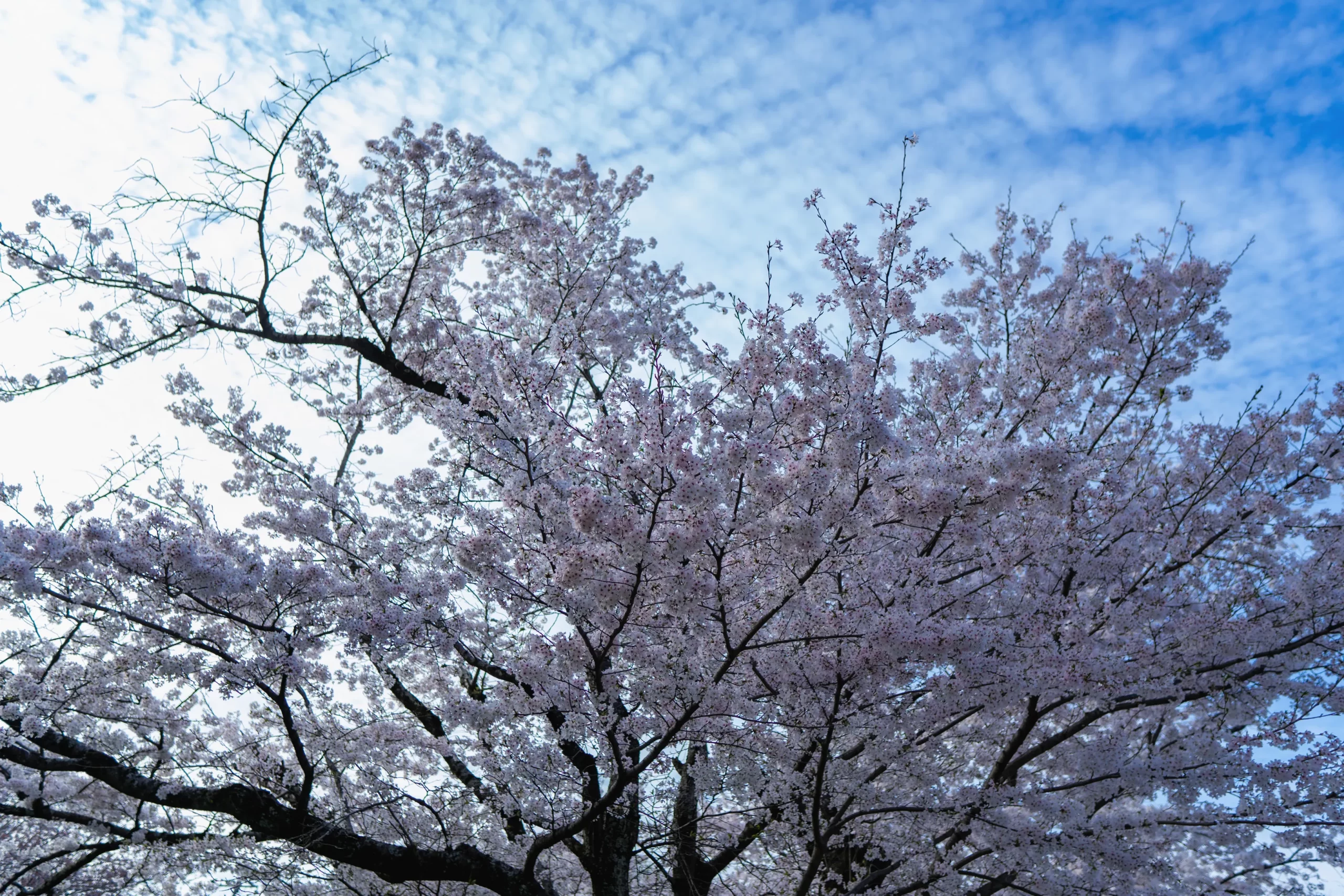 平和神社の春の風景